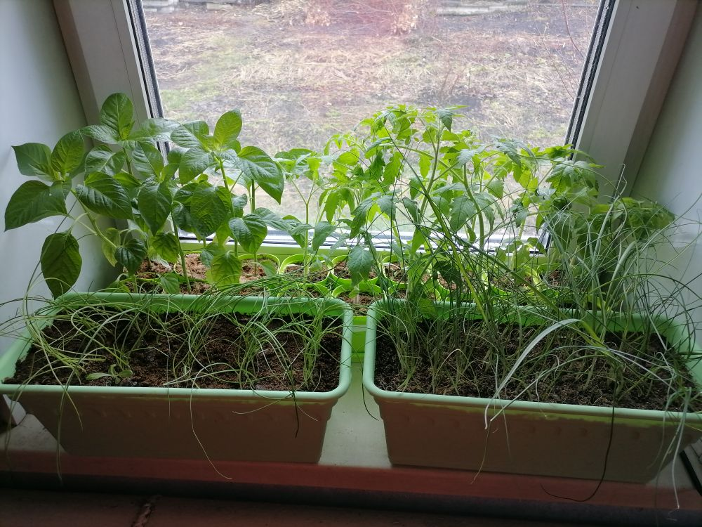 Рассада лука, перцев и томатов