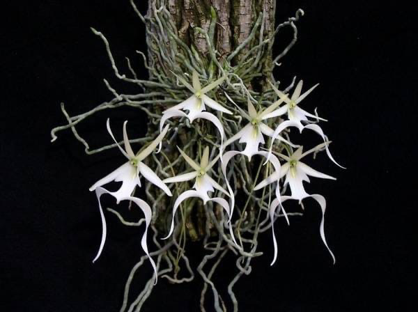 Призрачная орхидея. 