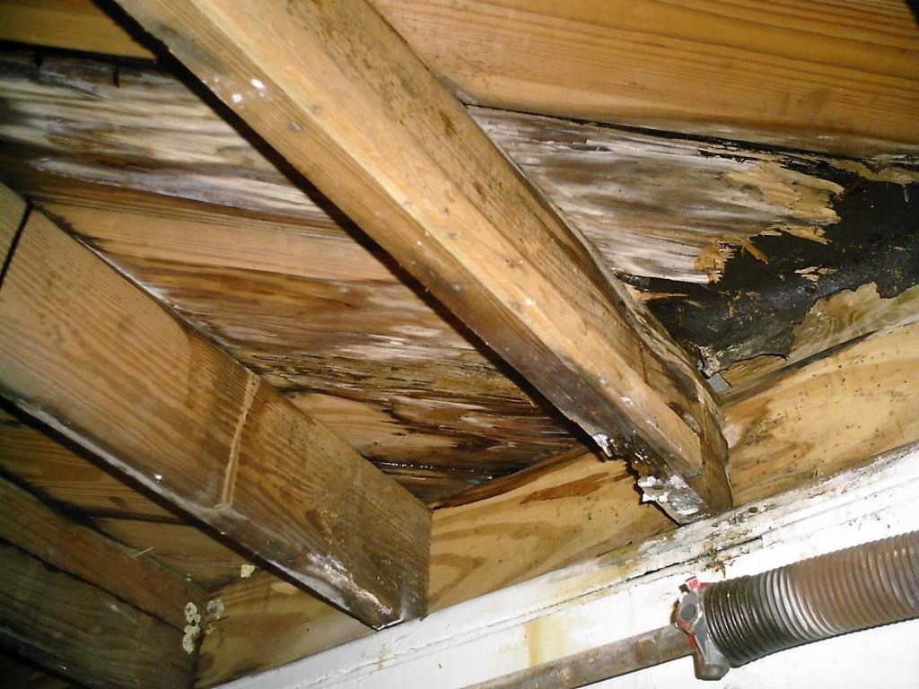 Сгнившая древесина из за повышенной влажности в местности и не отработанного дерева . 