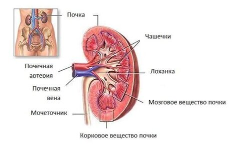 Заболевания мочевой системы у детей