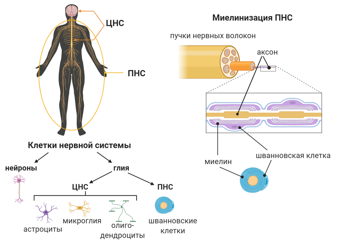 Гены и хромосомы - Основная информация - Справочник MSD Версия для потребителей