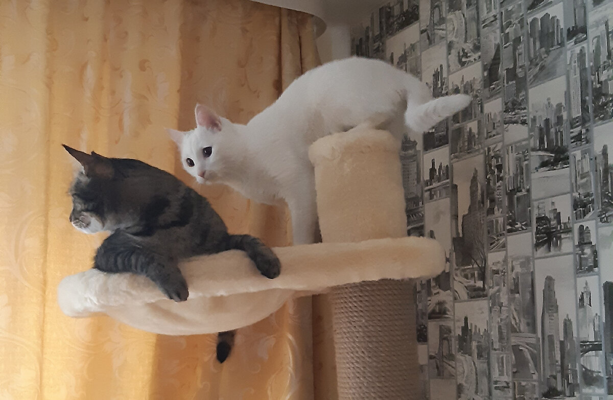 Кто сегодня займёт вожделенный "трон власти"?