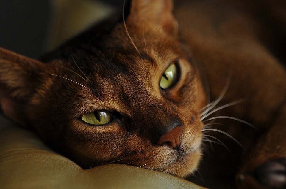 абиссинская кошка (фото https://pixabay.com/)