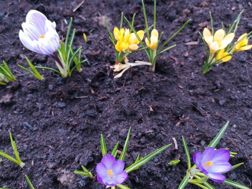 Крокусы