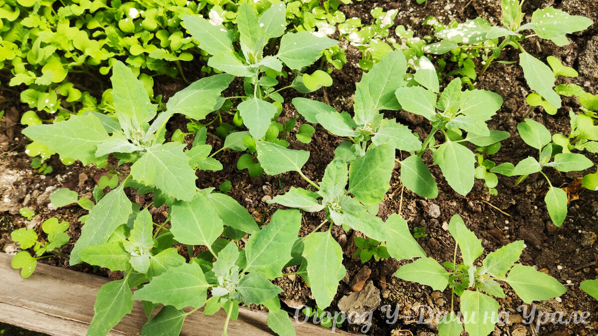 Лебеда в теплице