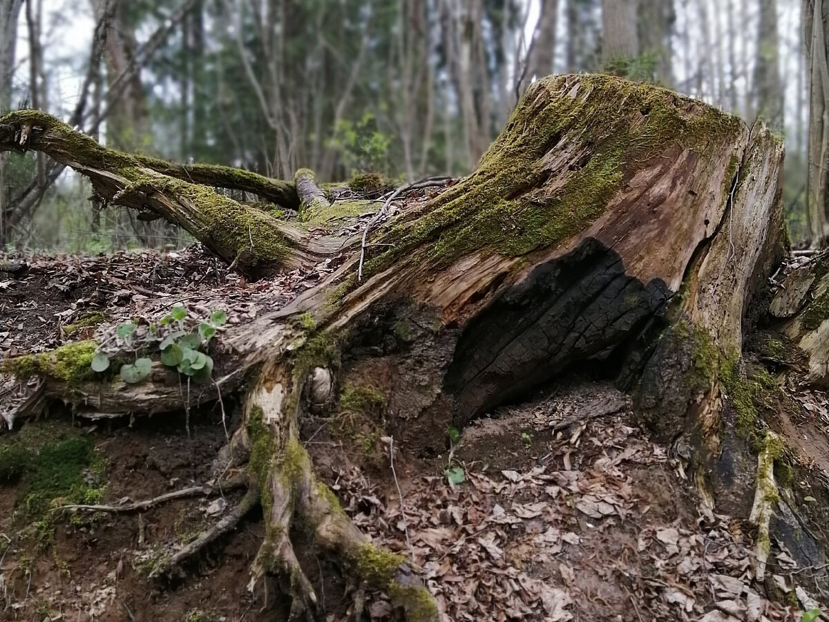 Пробуждающаяся природа в усадебном парке. Фото автора