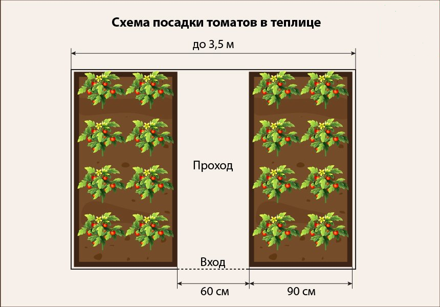 Схема посадки томатов в открытый грунт в шахматном порядке