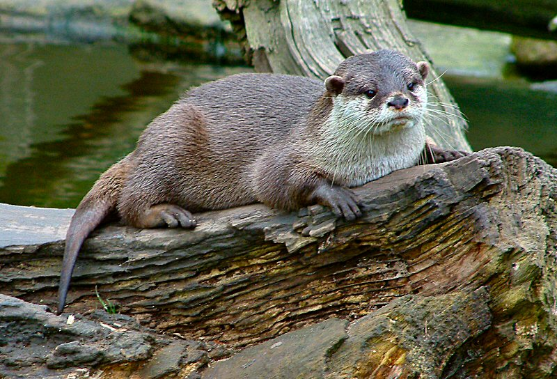 А где кармашек, я Вам, конечно же, не скажу, дал клятву этому прелестному зверьку)