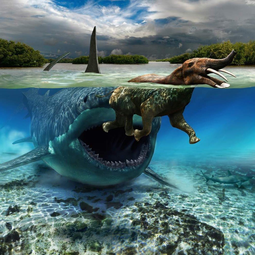 Мегалодон (Carcharocles megalodon).