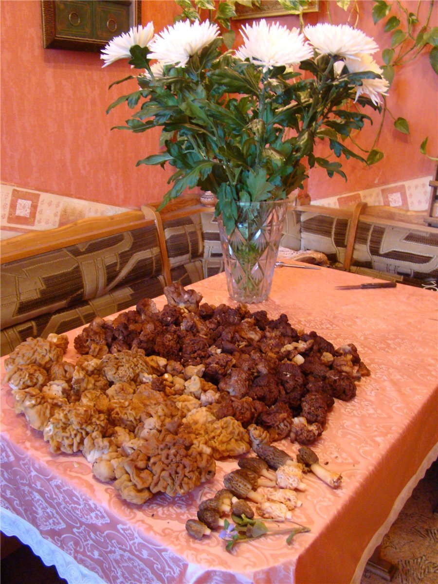 Обычный весенний сбор - строчки светлые - гигусы, темные - эскулента, сморчки конические - темненькие и три светлых - деликатесные.Сморчковая шапочка - одна, крайняя справа.