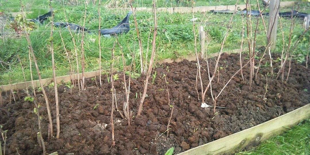 Зная захватнический характер малины, нашла способ ее обуздать! Делюсь проверенными разработками, не гостеприимной хозяйки!