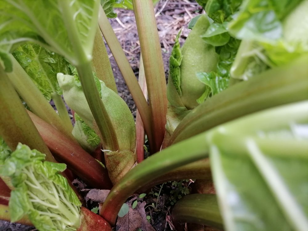 Ревень выращивают ради черешков, фото автора