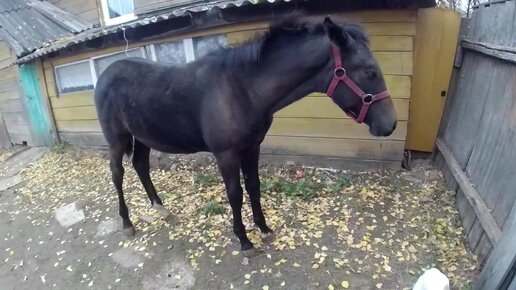 Жизнь в деревне. Копаем водопровод из колодца в дом!