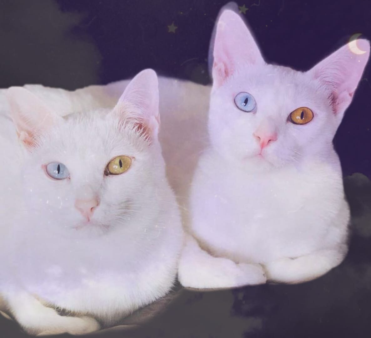 Коты Као-Мани