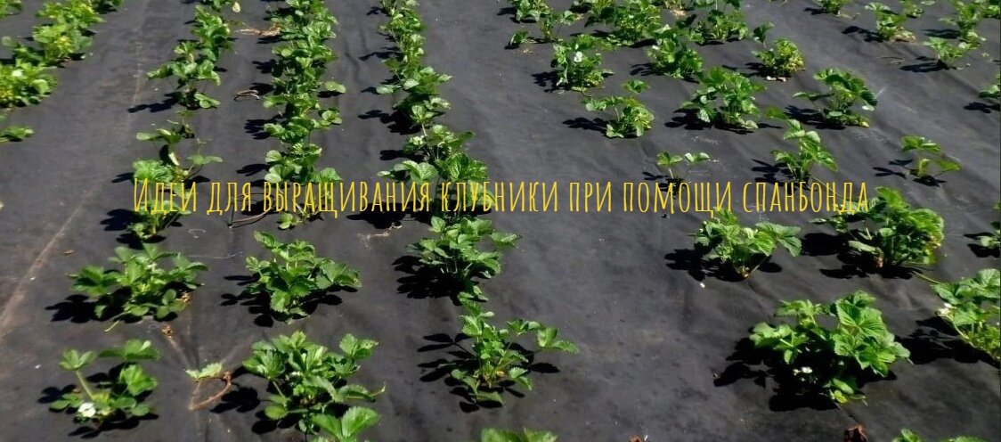 Идеи для выращивания клубники при помощи спанбонда