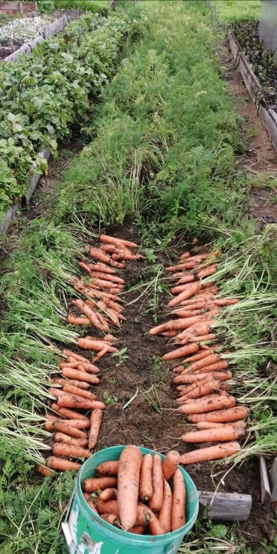 20 ведер моркови с одной гряды 10м