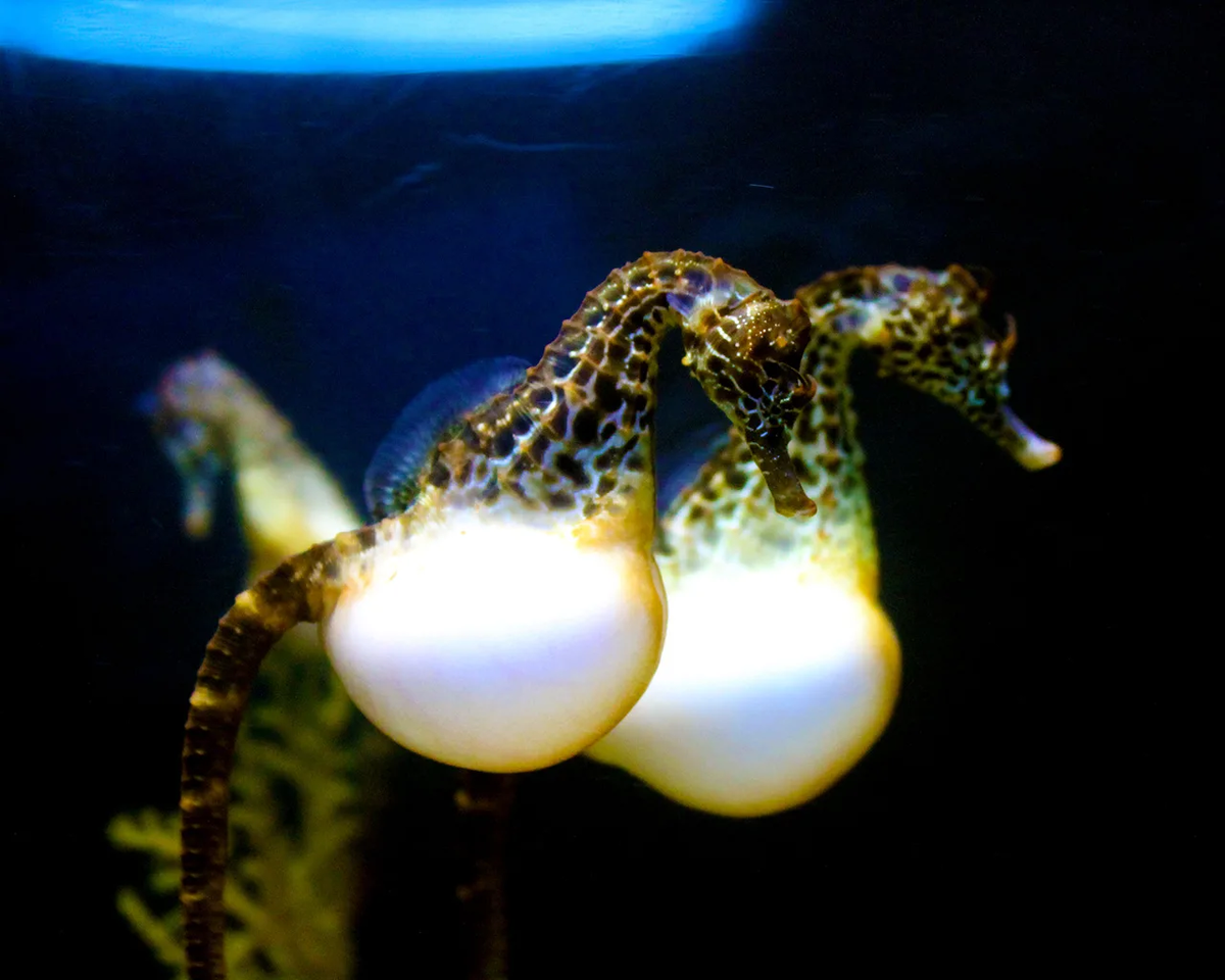 морской конек сумчатый. морские коньки гермафродиты. морской конек размножается. самка морского конька. морской конек.