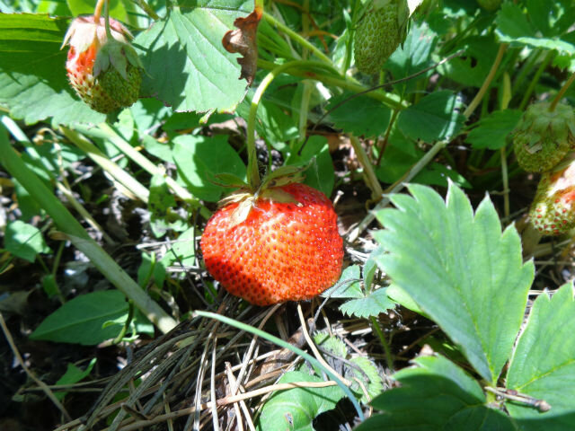 клубника на грядке (фото используется по стандартной лицензии ovoshgryadka.ru) 