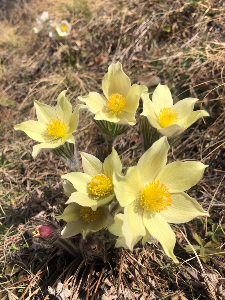 нежные вестники