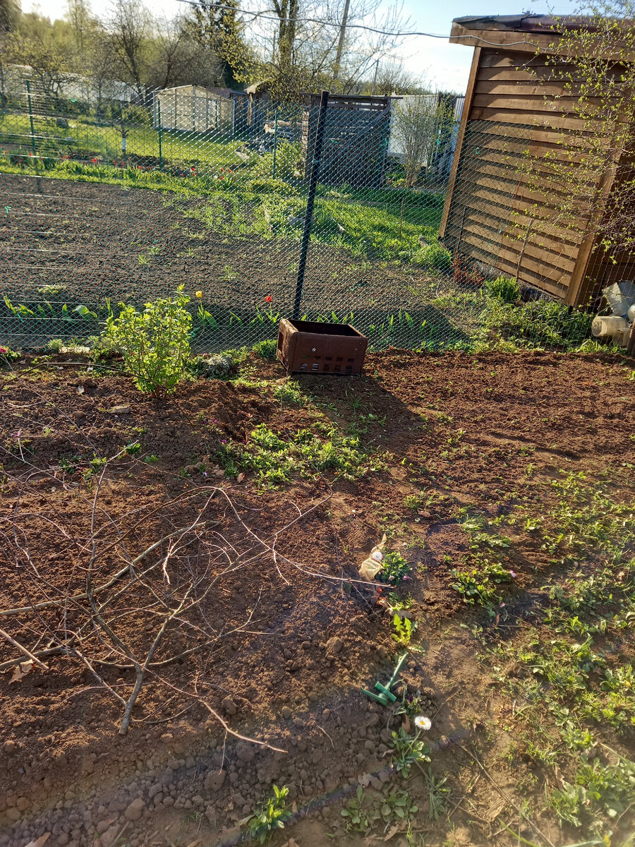 Раскорчевываю площадку под газон. Непочатый край работы