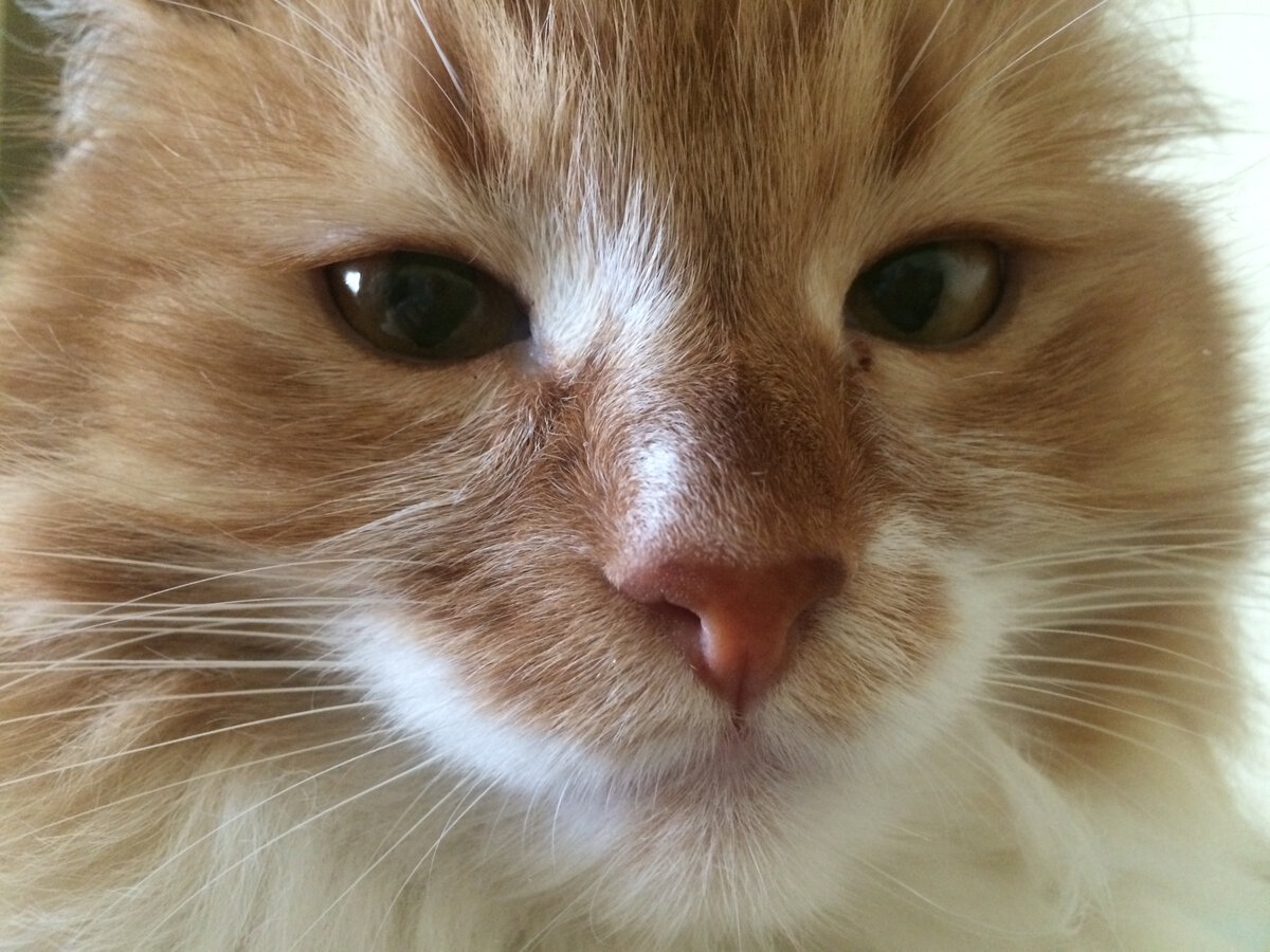 Беша волнуется. Фото автора