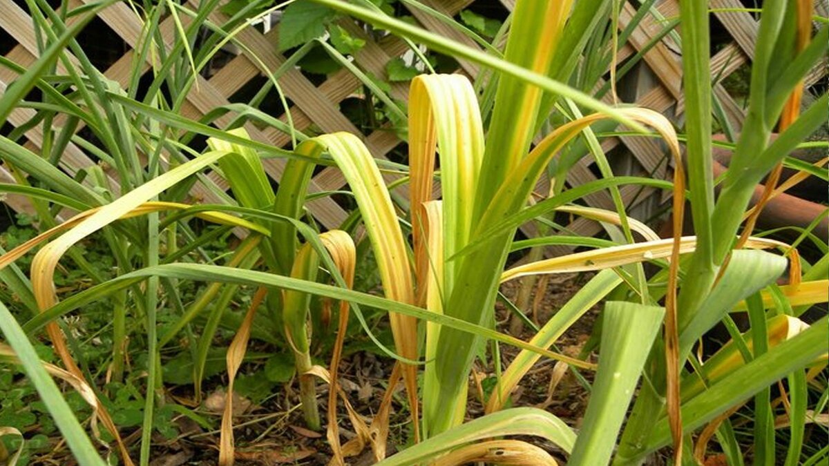 Фото в качестве примера