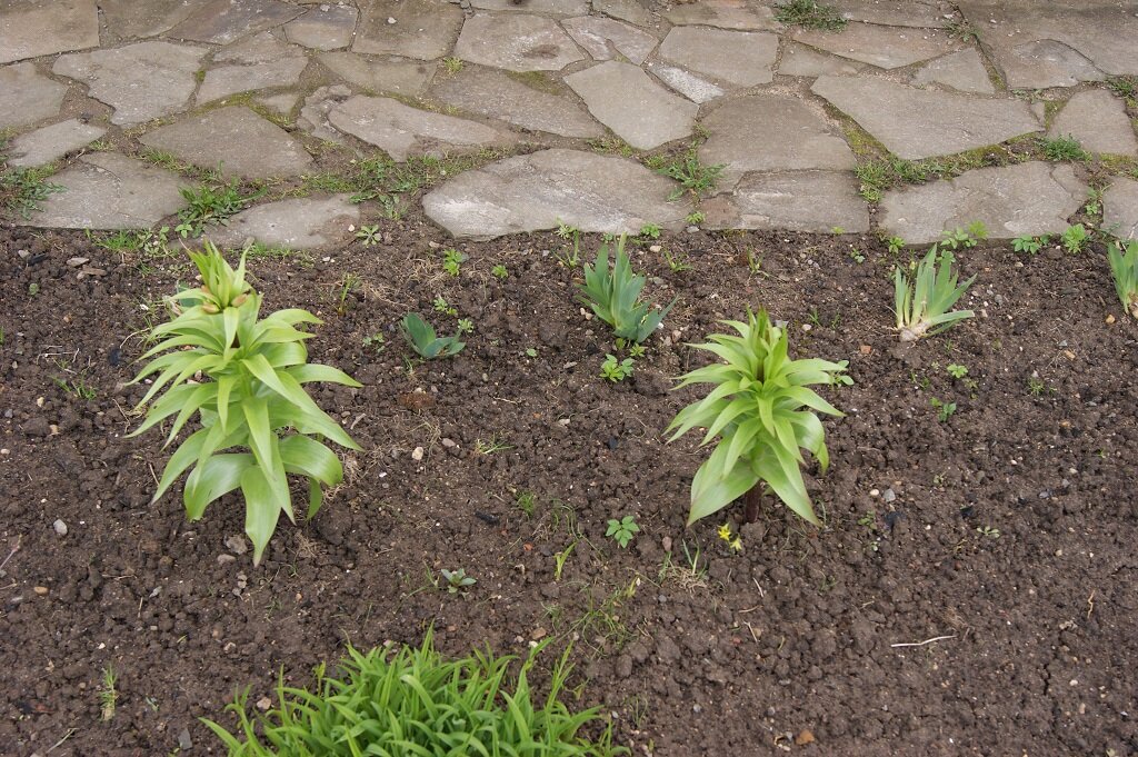 Два рябчика