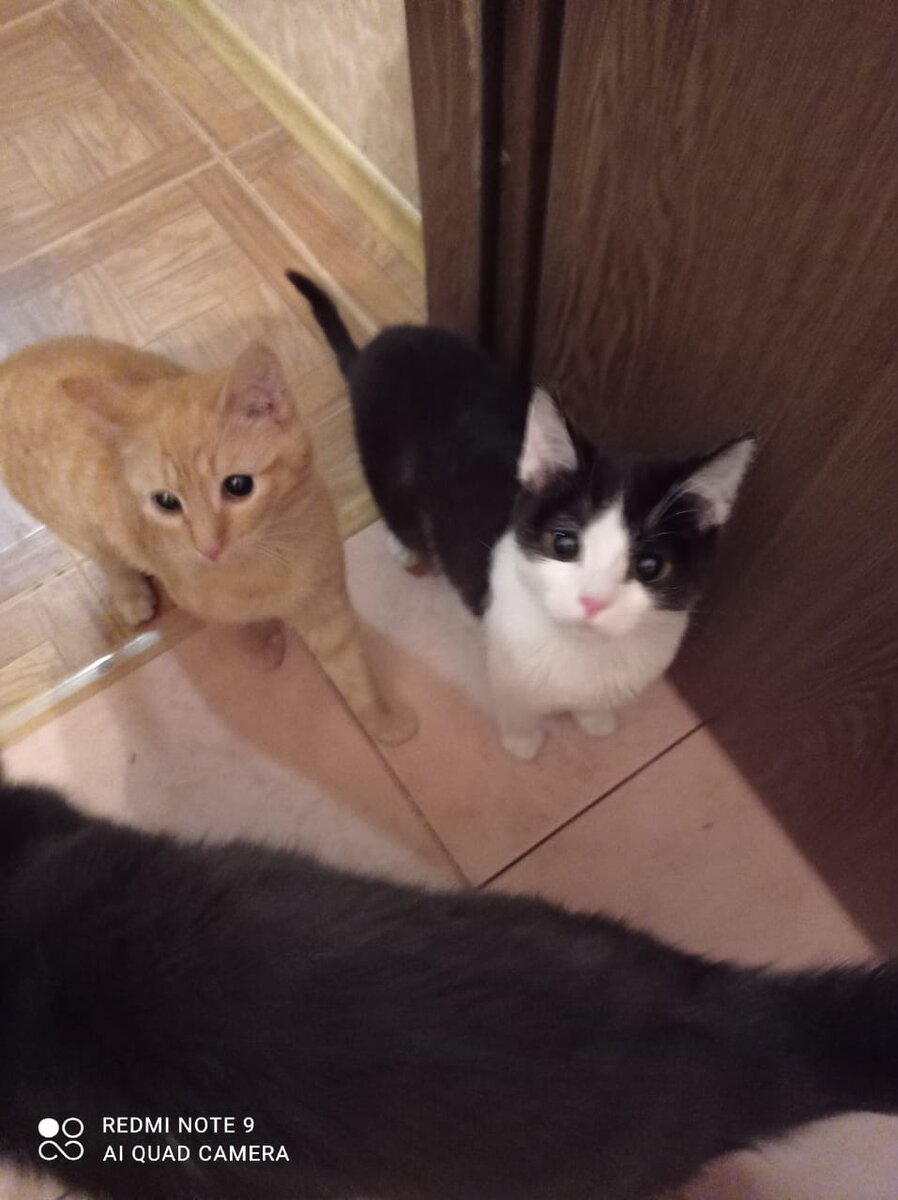 Одна из кошечек и котик (рыжий)