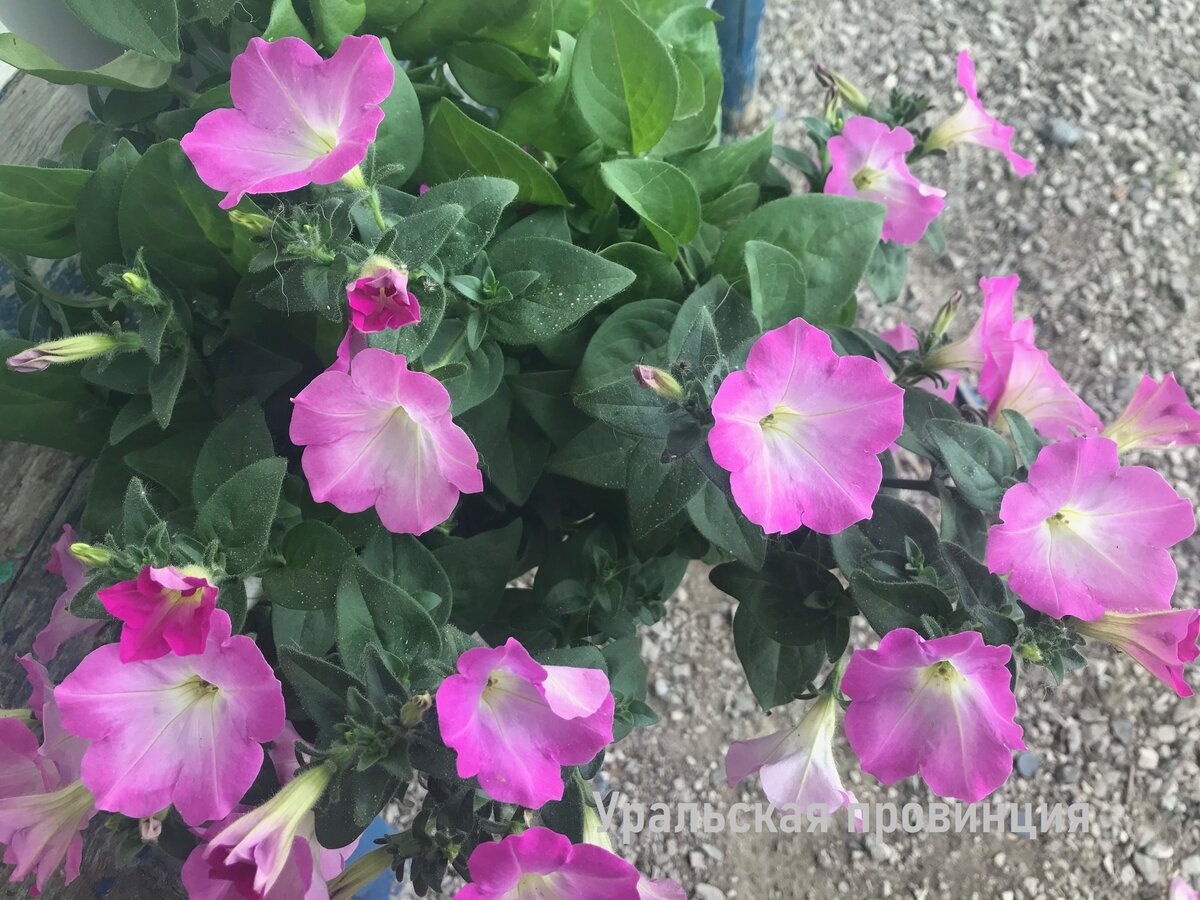 Так цветёт "Вельвет" по состоянию на 18 мая 2021 года