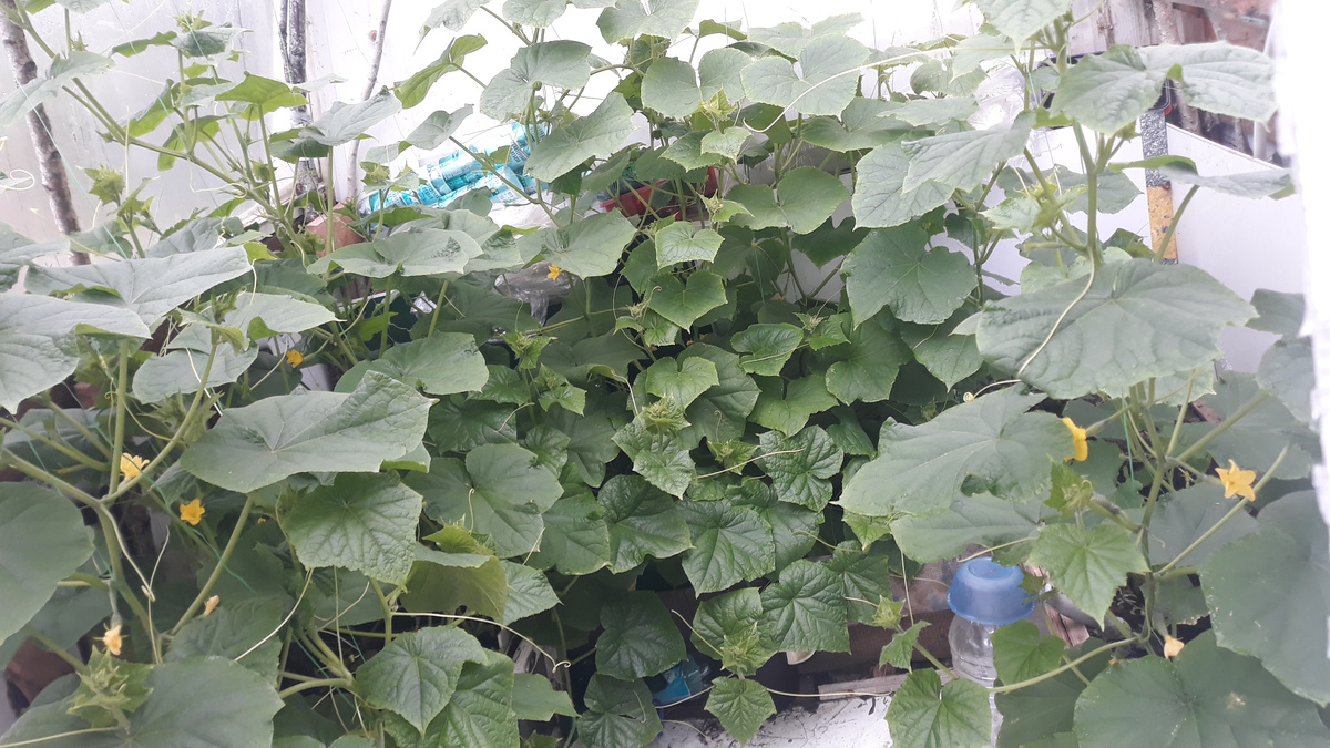 11 июля 2020 Огурджунгли