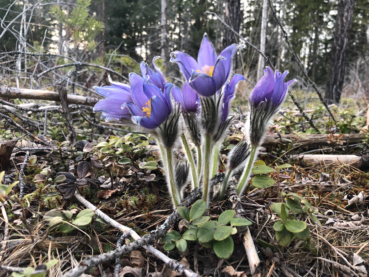 Тверская область, Лесной район. 2 мая 2021