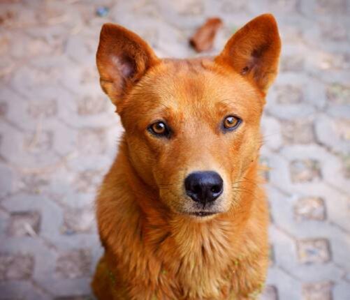 5 основных причин желтухи у собак - что означает данный симптом и чем он  опасен для питомца | Лапа помощи | Дзен