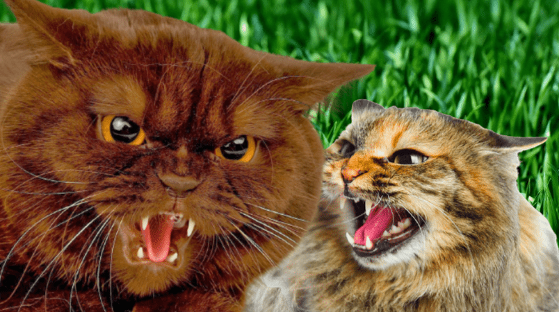 Уши прижаты к голове: кошка защищается или готова напасть.