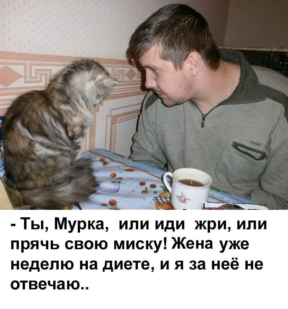 Интересные факты о котах. Шутки про кошек и еду. Кто в доме хозяин кот. Кот хозяин жизни. Про кота и хозяина.