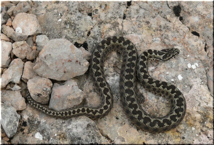 Какая же гадина... эта гадюка!