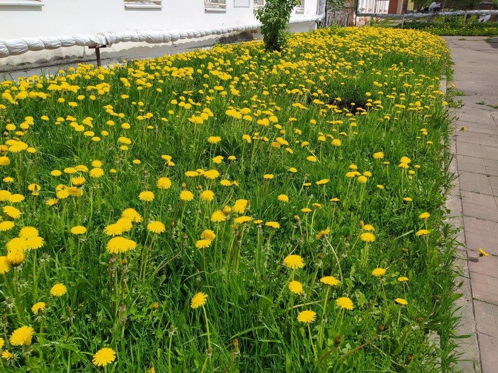Одуванчики на школьном дворе