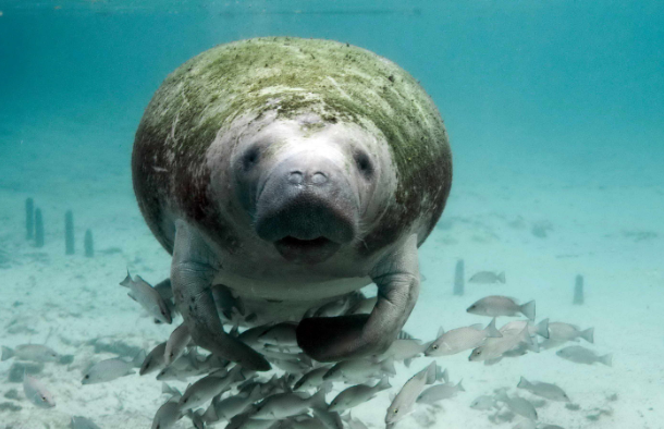 Ламантин. фото из свободных источников.