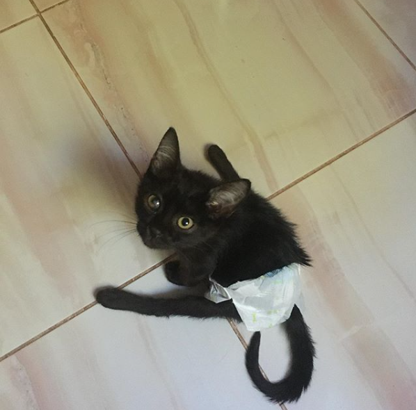 Смотря на соратников, малыш быстро акклиматизировался.