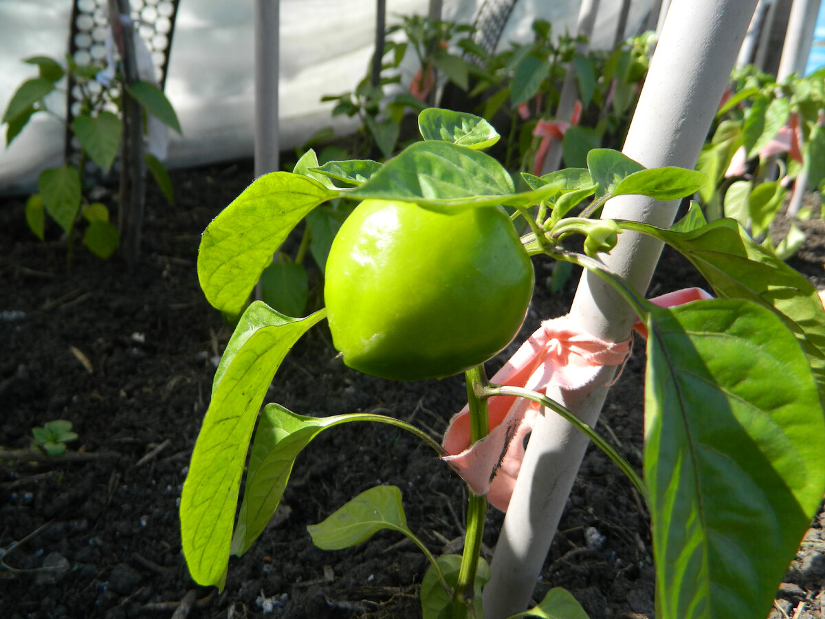 Да и перчики эти уже такие большенькие!