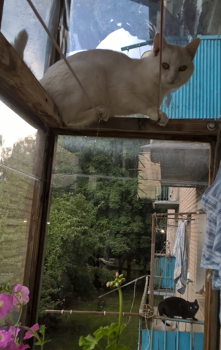 А  это Кот на свидании с кошкой из соседней квартиры.