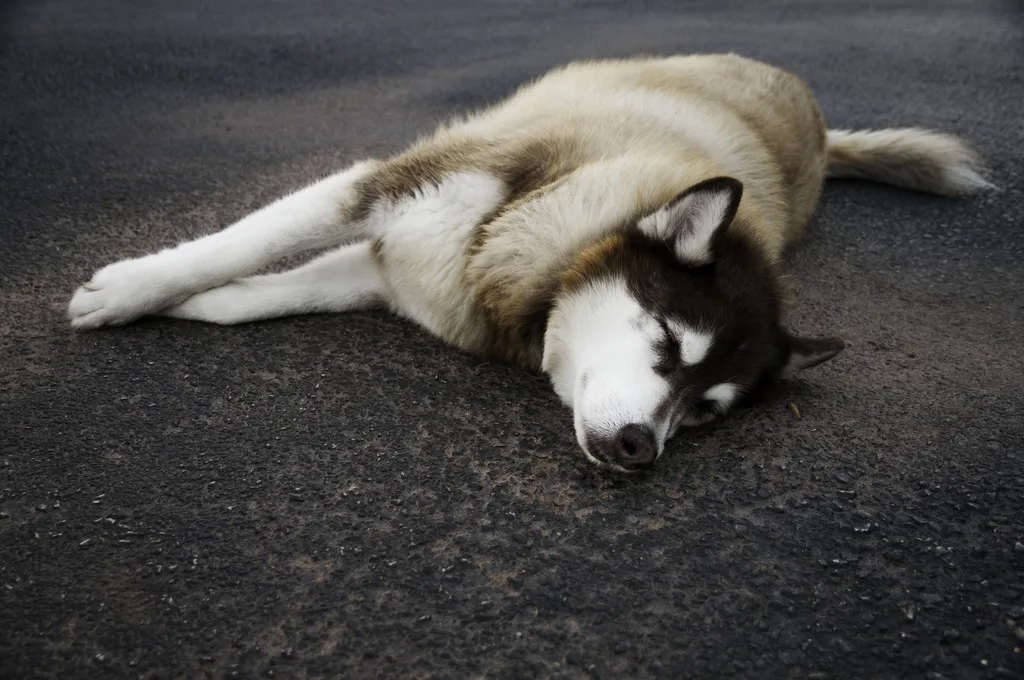 Источник фото: sachinganpat.com