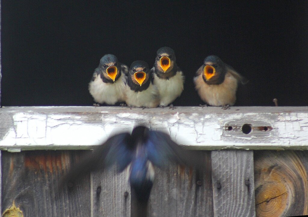 Не совру ни грамма, если скажу, что дети  меня встречают на пороге именно так :) Видите я на фото перед ними вибрирую? 😂