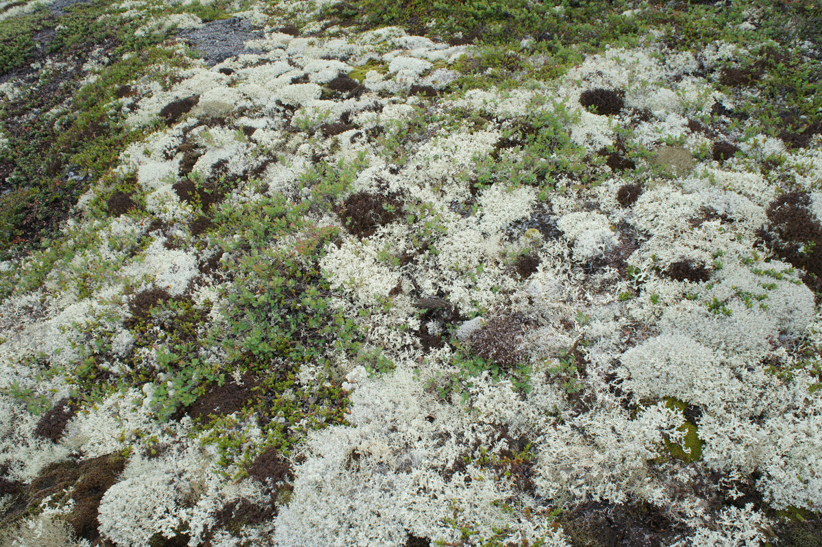 Лишайник олений мох относится к. Северный мох ягель. Лишайник олений мох относится к. Олений мох растение с ризоидами или нет. Белый мох и олений мох различия.