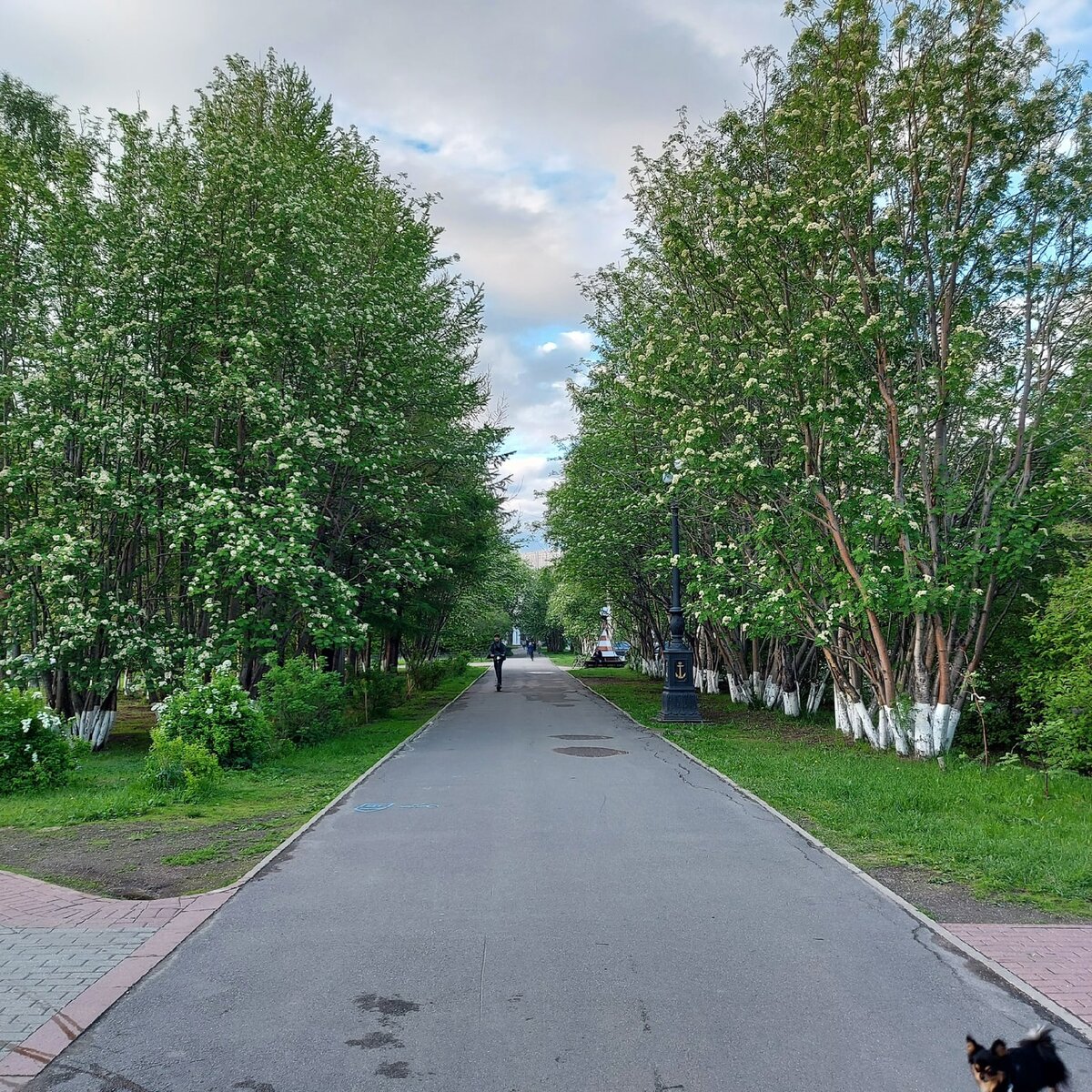 Представляю, как красиво здесь осенью и ранней зимой, когда гроздья рябин краснеют