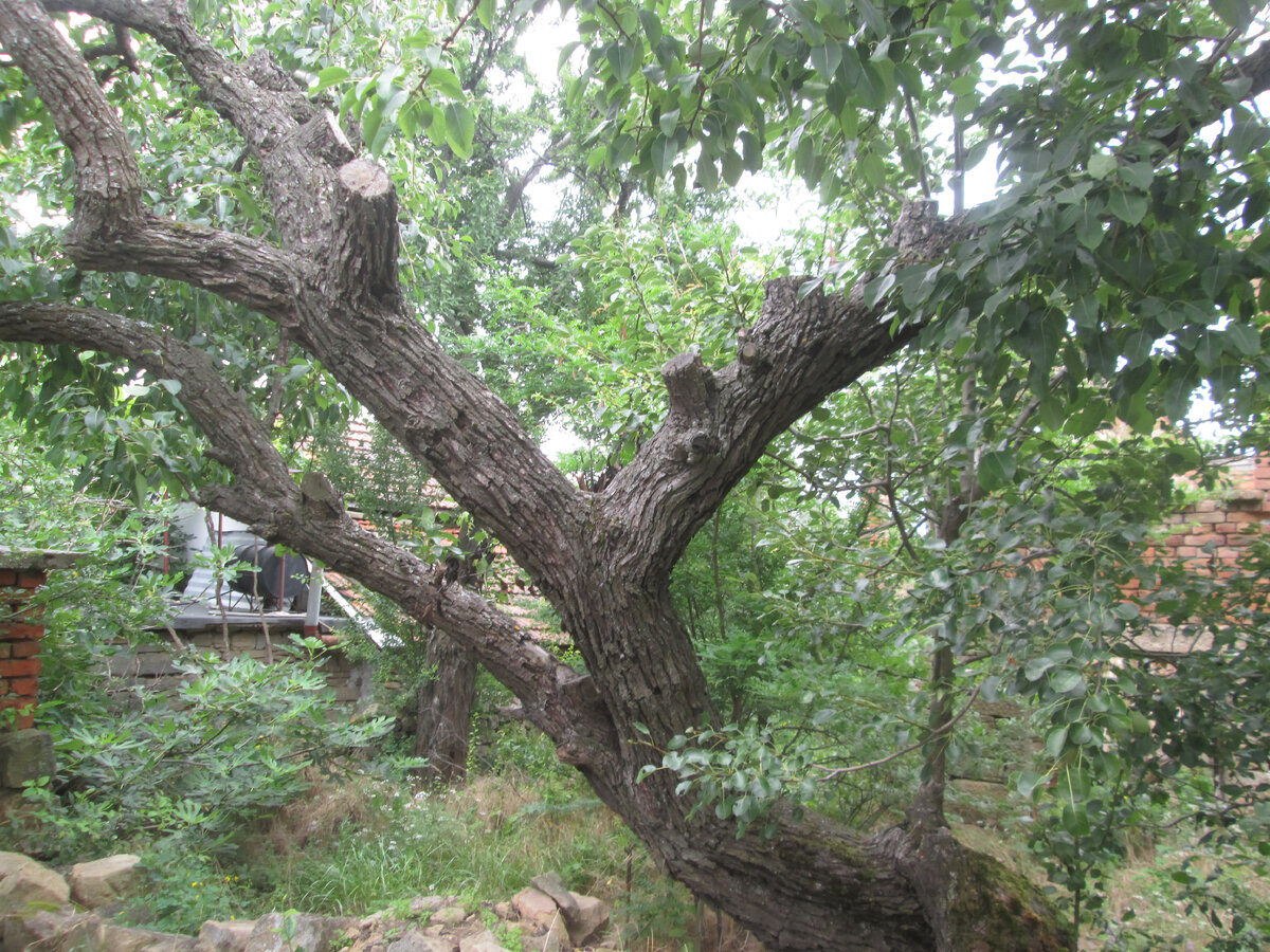 старая груша