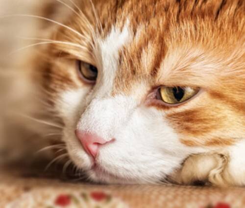 Неправильное питание