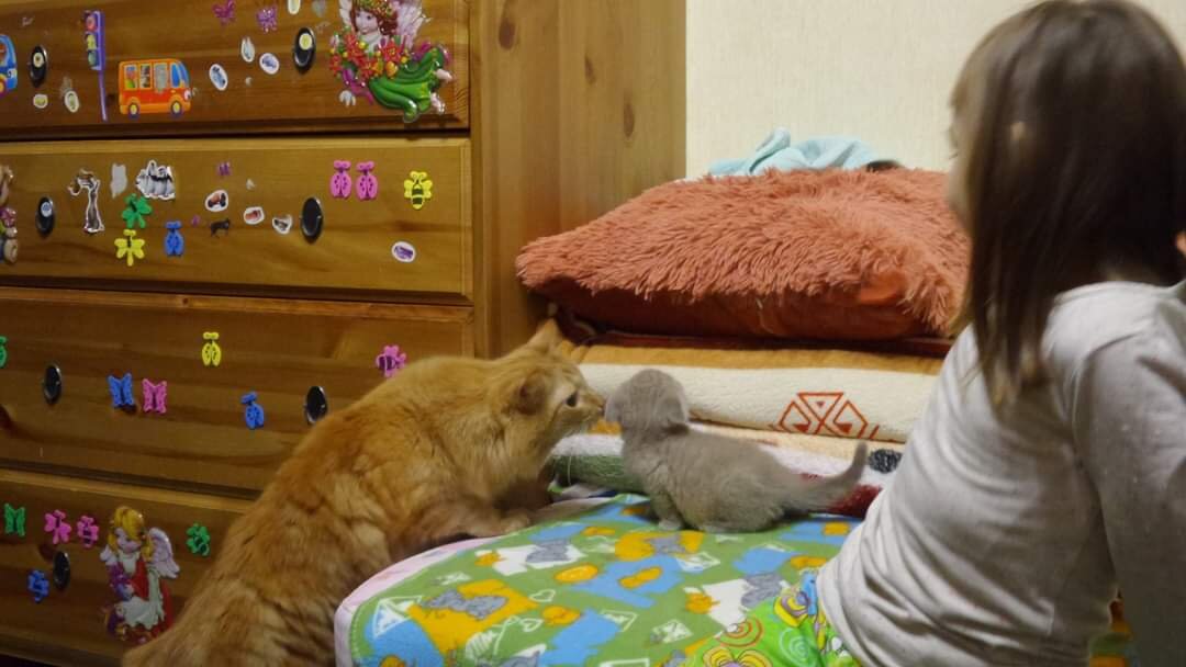 Барсик и Сталкер малыш