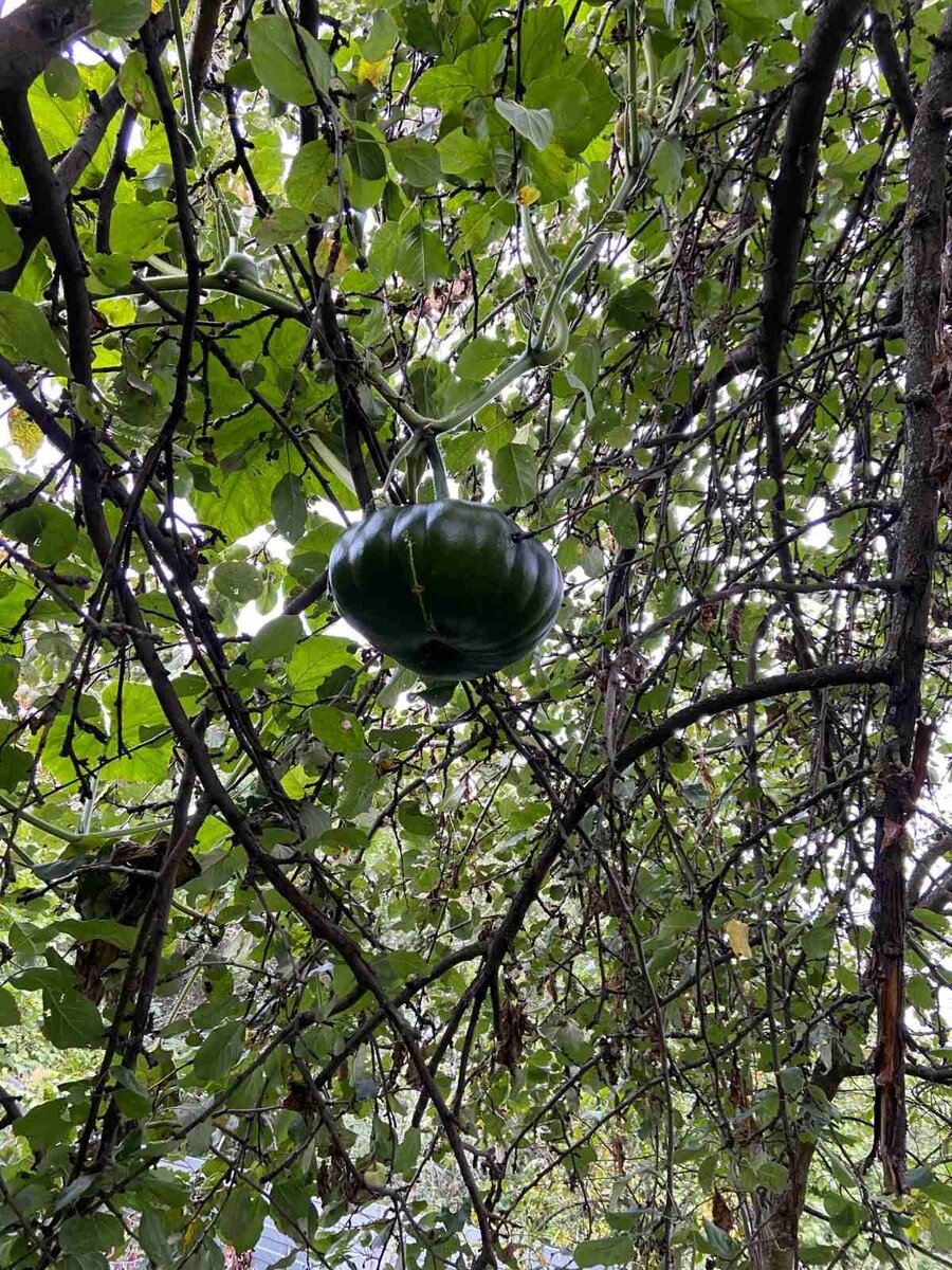 Фото автора статьи: Мускатная зелёная тыква в ветвях яблони