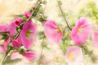 Картинки из интернета