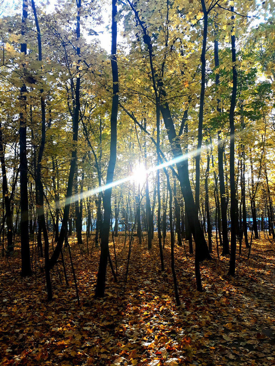 Парк - отличное место для расфокуса